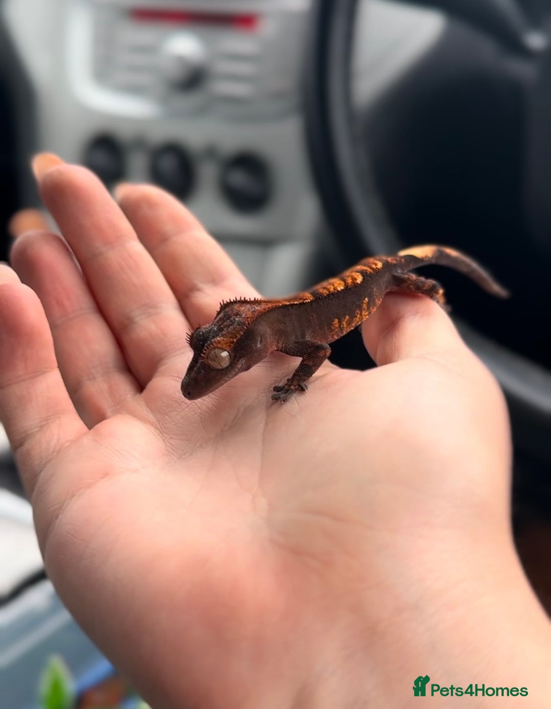 Gecko reptiles for sale: Brown Dalmatian Crested Gecko in Banbury - Image 24