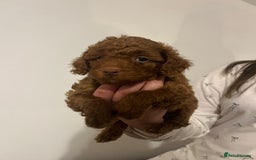 Maltipoo dogs for sale: Maltipoo puppies - Image 5