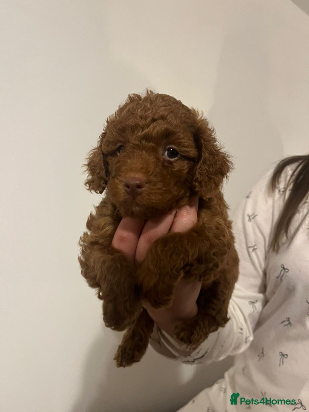 Maltipoo dogs for sale: Maltipoo puppies - Image 5