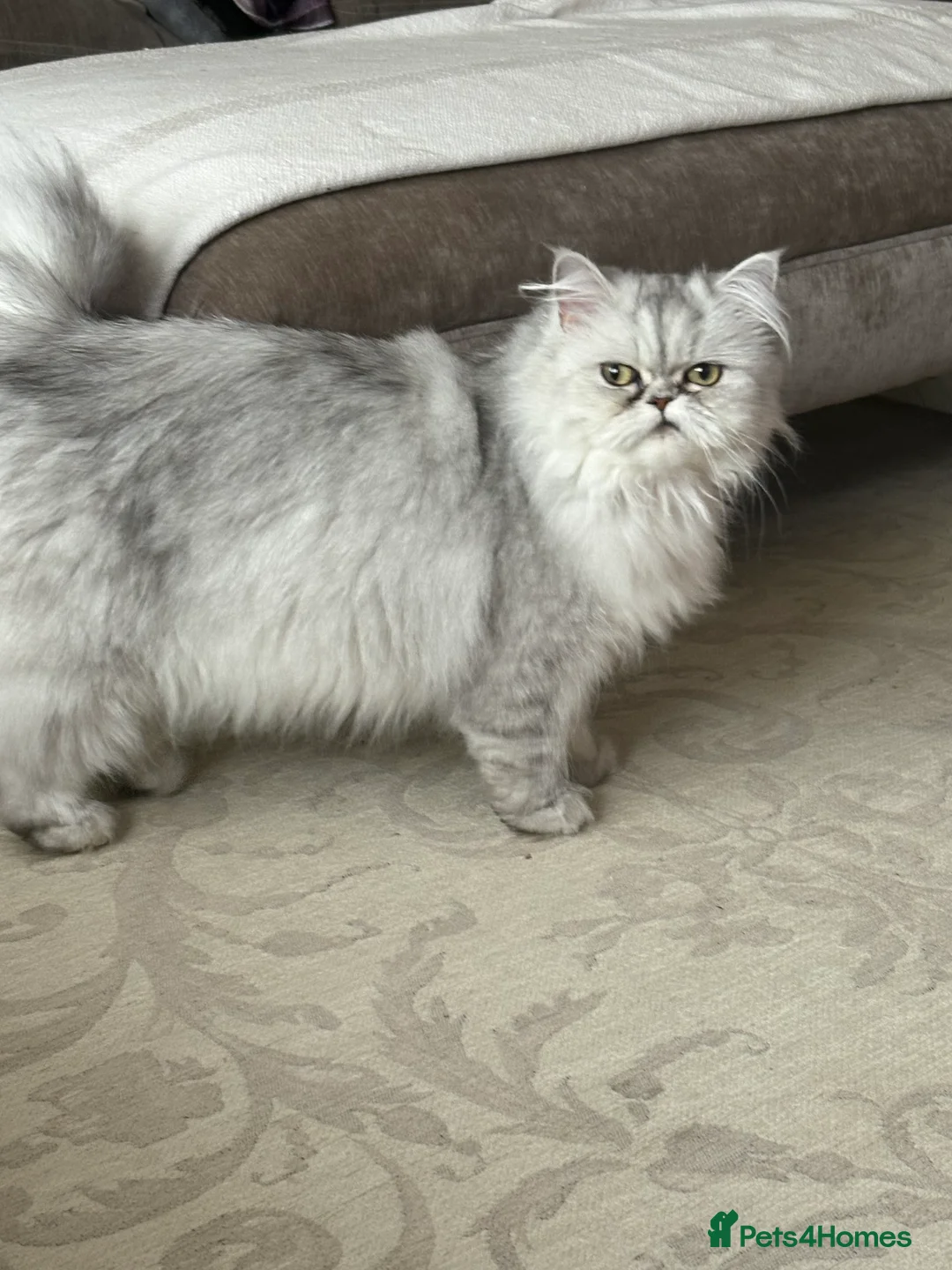 Persian cats for sale: Persian kittens  - Advert 2