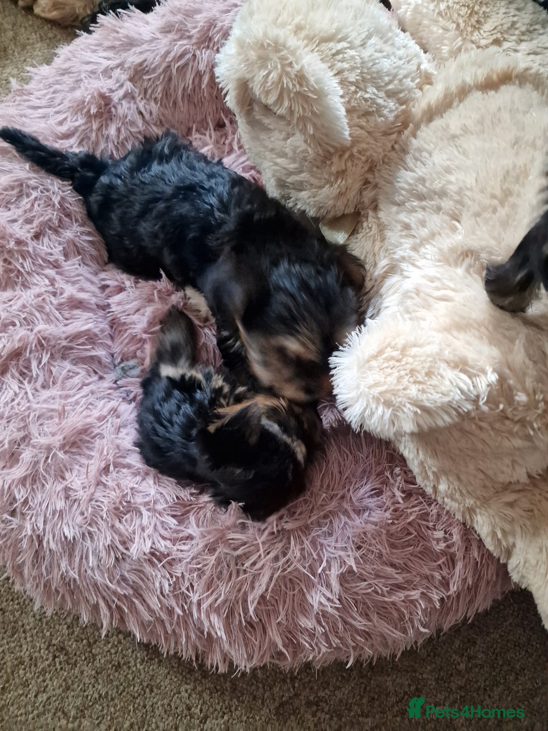 Yorkshire Terrier dogs for sale: Hello we got 2gorgeous puppies for sale - Advert 16