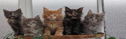 Maine Coon cats for sale: Adorable Maine coon kittens  - Advert 18