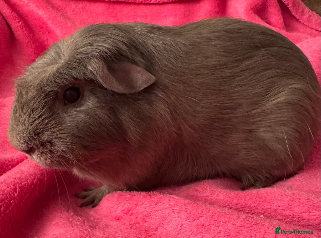 Guinea Pig rodents for sale: Slate guinea pig crested boar /baby sows  - Advert 1