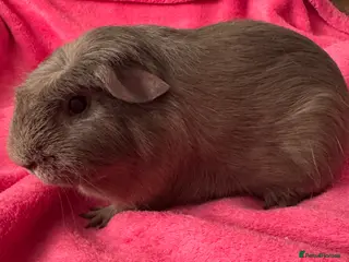 Guinea Pig rodents for sale: Slate guinea pig crested boar /baby sows - Advert 2