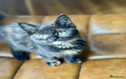 British Shorthair cats for sale: Pure British Shorthair Girls Ready Now! - Image 33