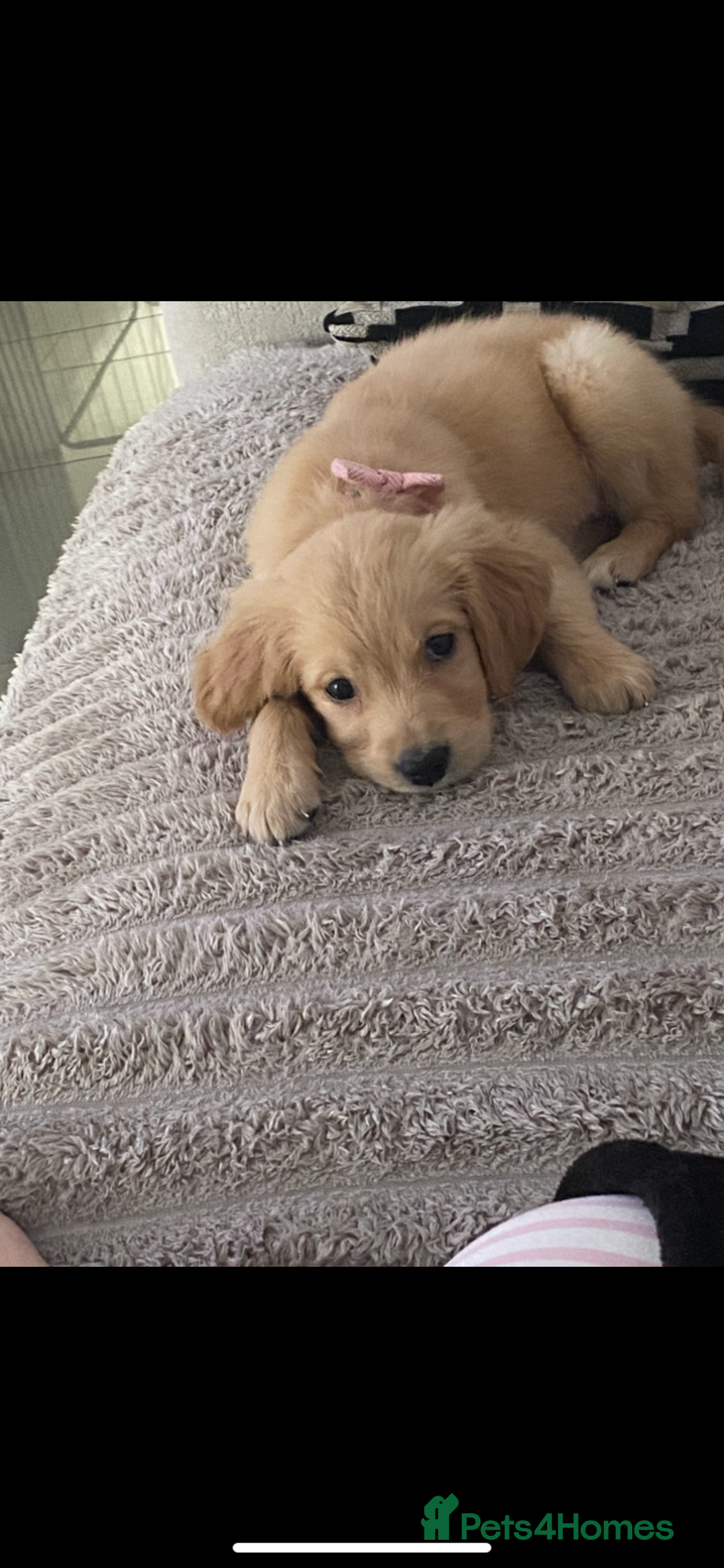 Golden Retriever dogs for sale: 2 golden retriever puppies 1 male 1 female  - Advert 4