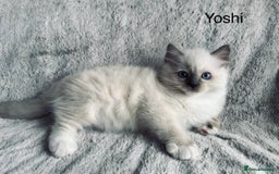 Ragdoll cats for sale: Stunning quality Ragdoll kittens - must see!!! - Image 4