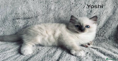 Ragdoll cats - Advert 3