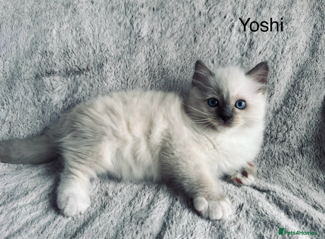 Ragdoll cats for sale: Stunning quality Ragdoll kittens - must see!!! - Image 4