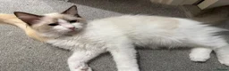 Ragdoll cats for sale: Healthy Affectionate PureBred Ragdoll  - Advert 5