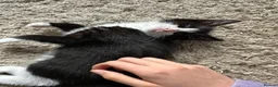 European cats for sale: TUXEDO KITTEN (FEMALE) - Advert 3
