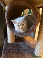 British Shorthair cats - Advert 2