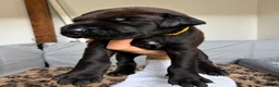 Mixed Breed dogs for sale: Irish setter cross Doberman puppies - Advert 29