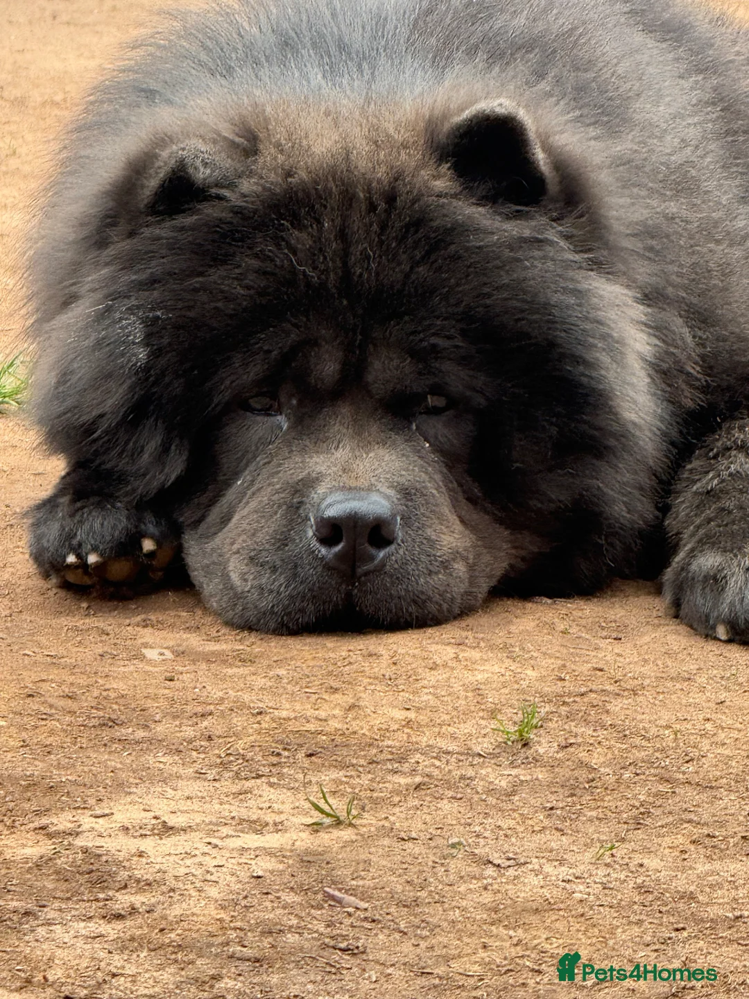 Chow Chow dogs for sale: Chow chow  - Advert 1