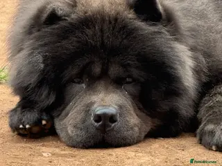 Chow Chow dogs Chow chow - Advert 1