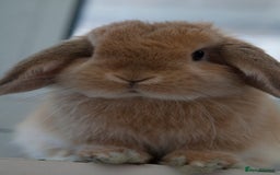 Mini Lop rabbits for sale: Stunning babies various ages vaccinated  - Advert 6