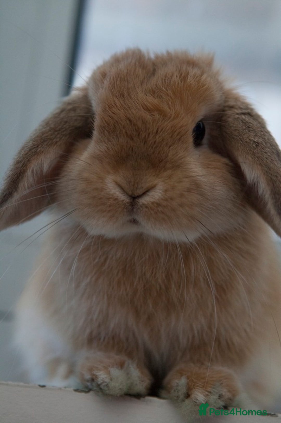 Mini Lop rabbits for sale: Stunning babies various ages vaccinated  - Advert 6