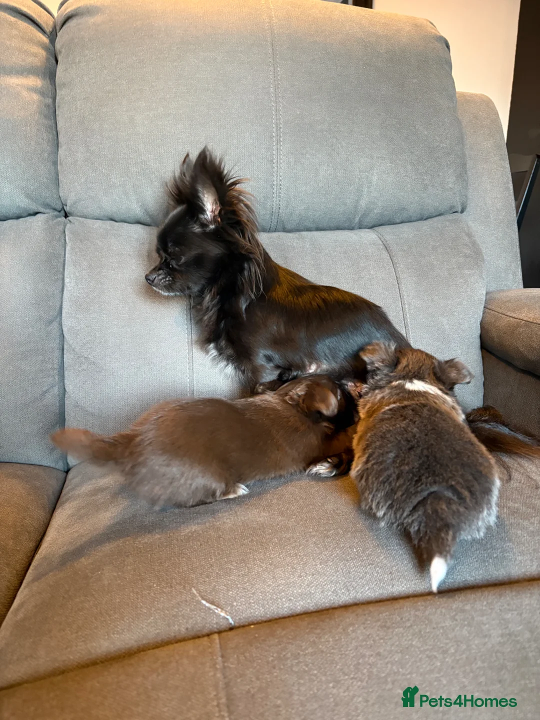 Chihuahua dogs for sale: Gorgeous long haired Chihuahua puppies - Advert 8