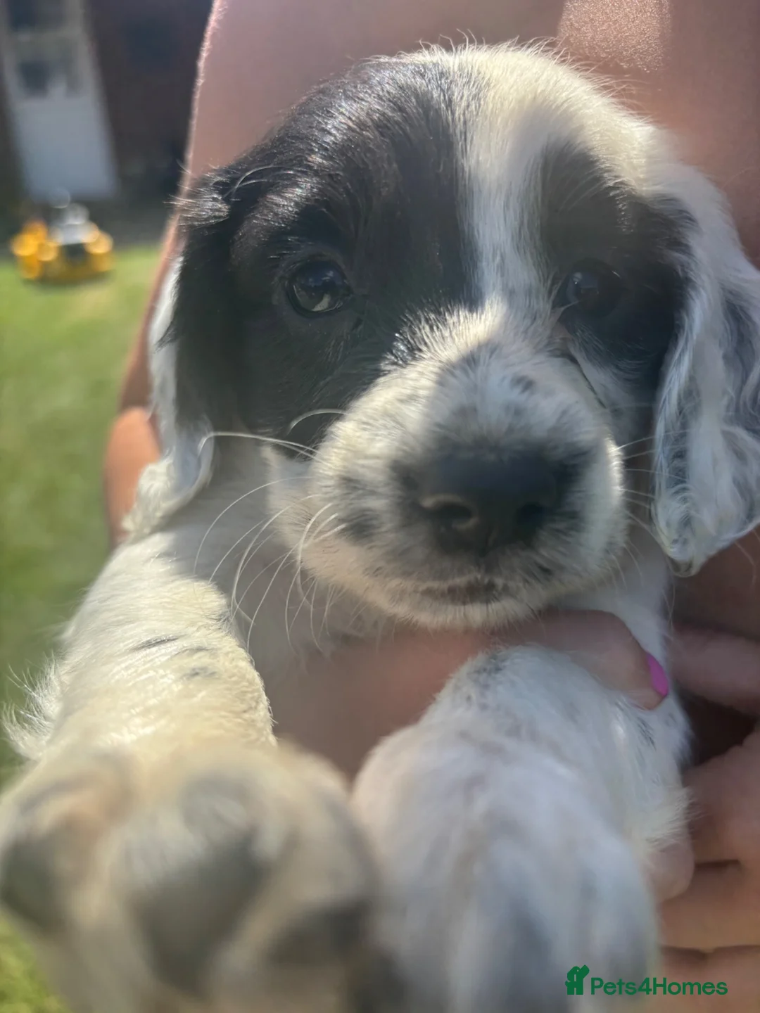 Cocker Spaniel dogs for sale: beautiful working cocker spaniel puppy’s  - Advert 8