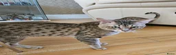 Savannah cats for sale: 3 beautilful F5 Savannah kittens - Advert 19