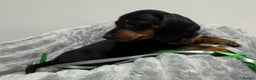 Miniature Dachshund dogs for sale: Gorgeous Miniature Dachshunds - Advert 21