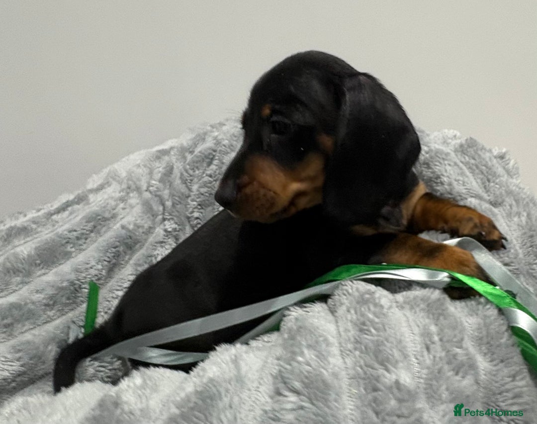 Miniature Dachshund dogs for sale: Gorgeous Miniature Dachshunds - Advert 21