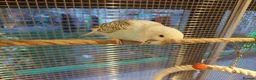 Budgerigars birds for sale: Hand tamed Budgies - Advert 4