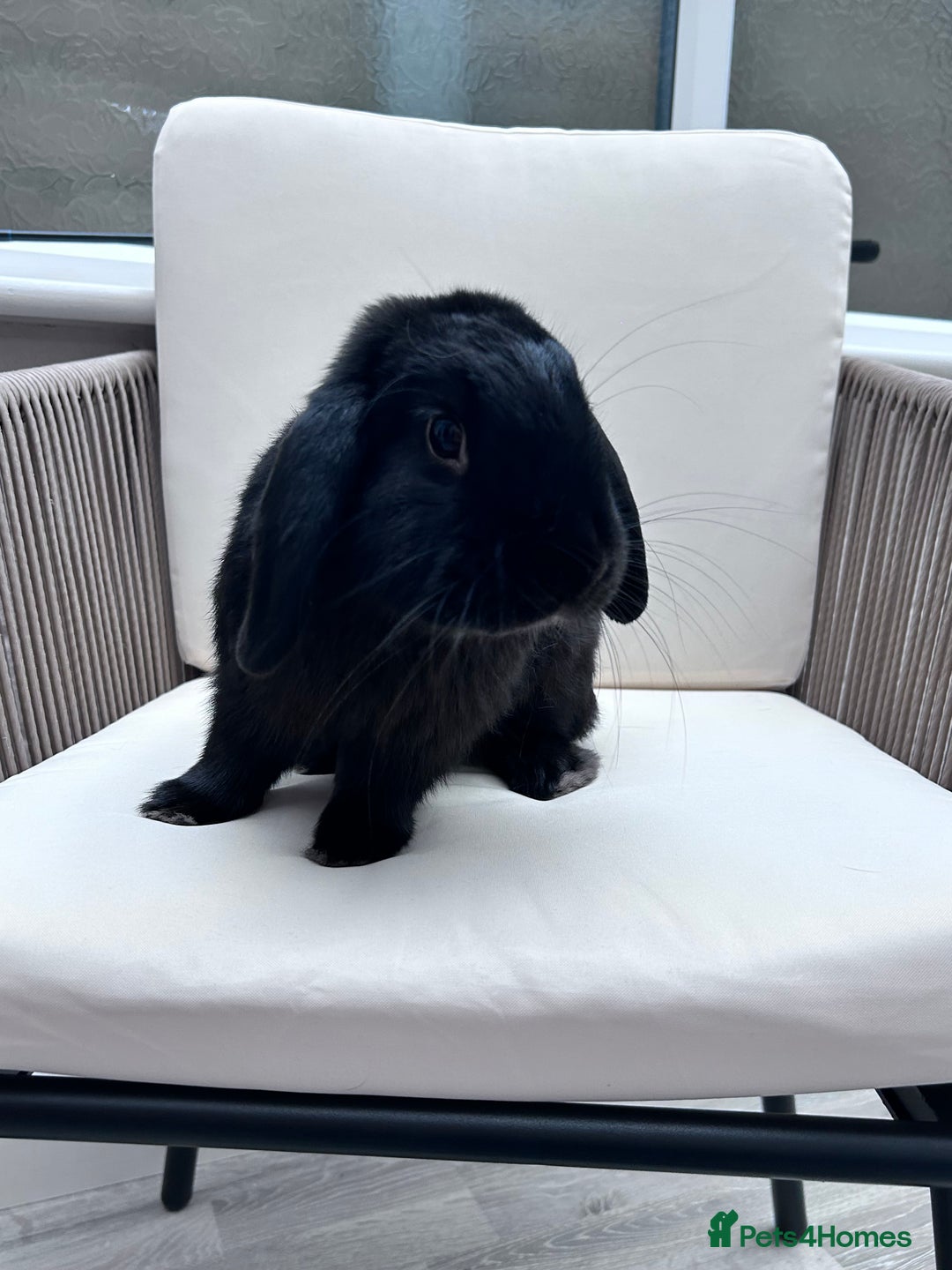 Mini Lop rabbits for sale: Male mini lop house rabbit 11 months old - Image 4