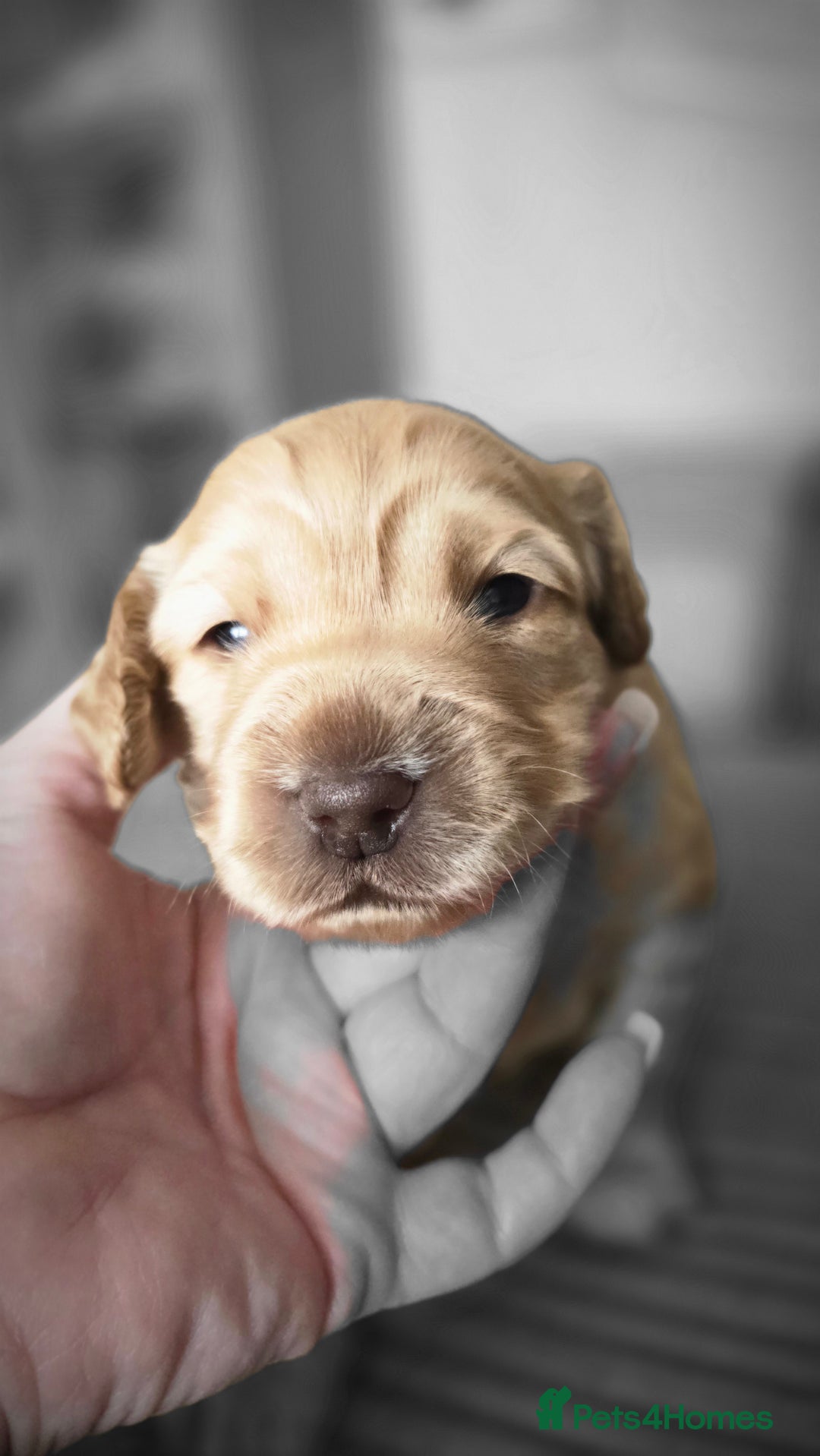 Cockapoo dogs for sale: Female cockapoo cream/beige - Image 14