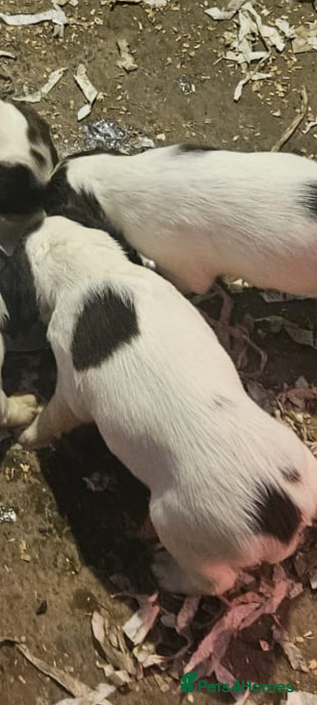 English Springer Spaniel dogs for sale: English springer spaniel pups - Advert 12