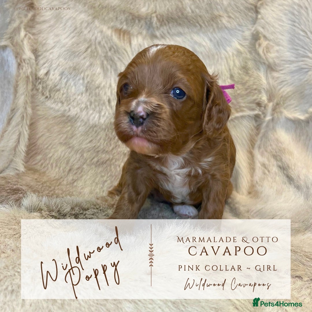 Cavapoo dogs for sale: 5 ⭐️ LICENSED BREEDER HEALTH TESTED F1 CAVAPOOS  - Advert 5