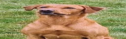 Labrador Retriever dogs for sale: 3 Fox Red girl puppies left.Available from 10/7/26 - Advert 14