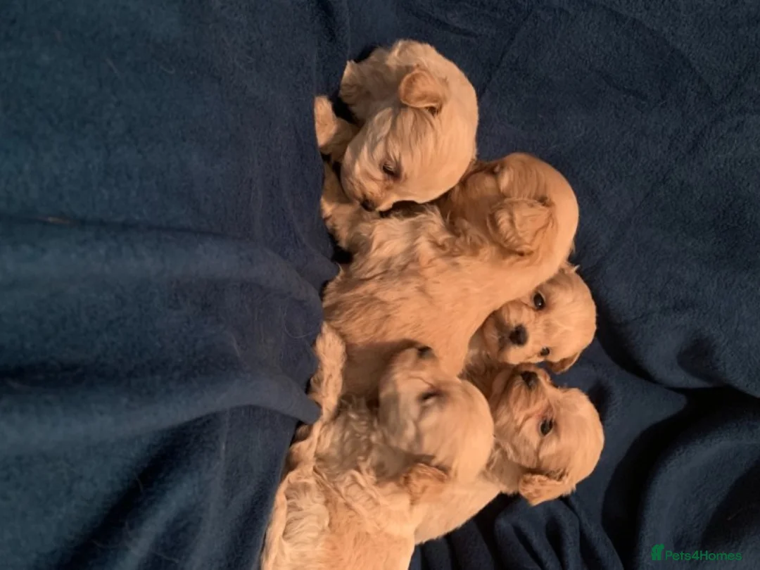 Toy Poodle dogs for stud: Extensively DNA Health Tested Deep Red Toy Poodle in Mansfield - Advert 8