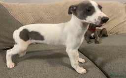 Whippet dogs for sale: ⭐️ Beautifully bred whippet pups ⭐️ - Image 14