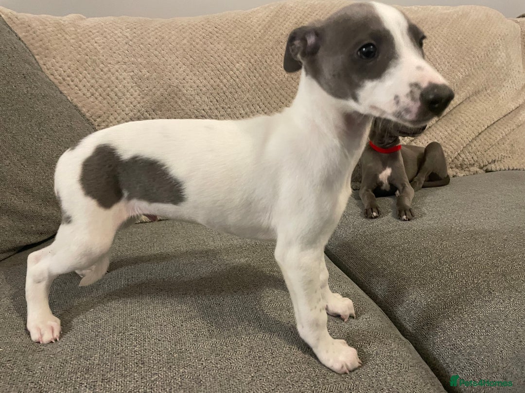 Whippet dogs for sale: ⭐️ Beautifully bred whippet pups ⭐️ - Image 14