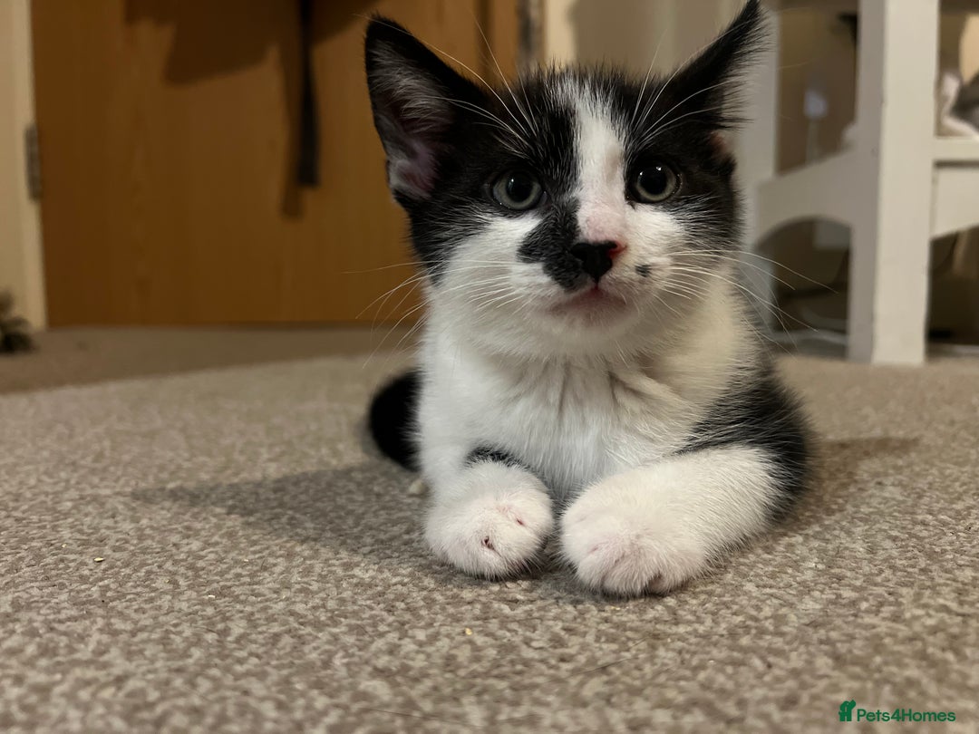 Domestic Shorthair cats for sale: 3 Handsome kittens black+white  - Image 3