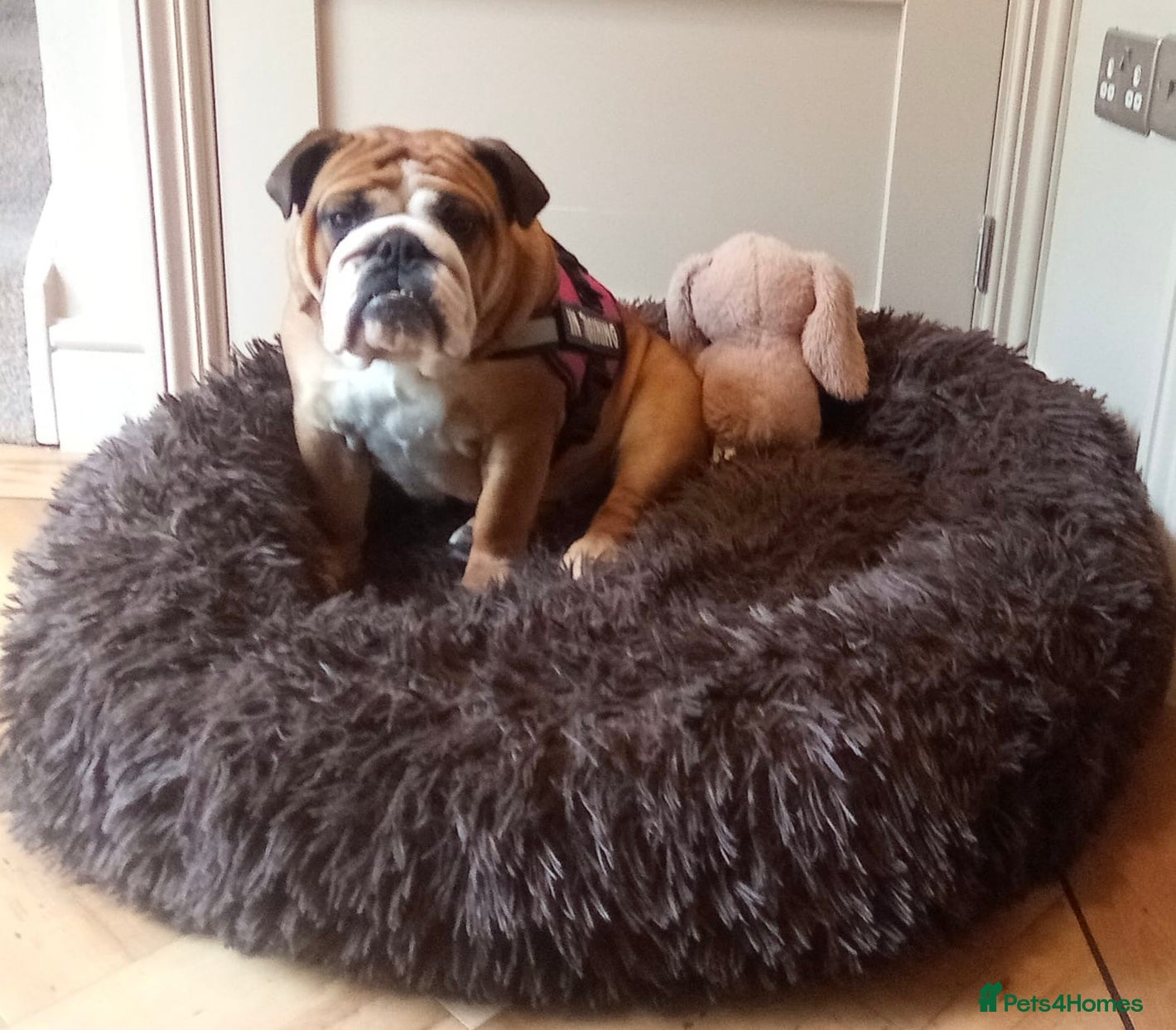 English Bulldog dogs Beautiful kc reg 13month old female  - Advert 1
