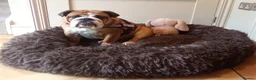 English Bulldog dogs for sale: Beautiful kc reg 13month old female  - Advert 1