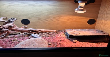 Bearded Dragon reptiles - Advert 6
