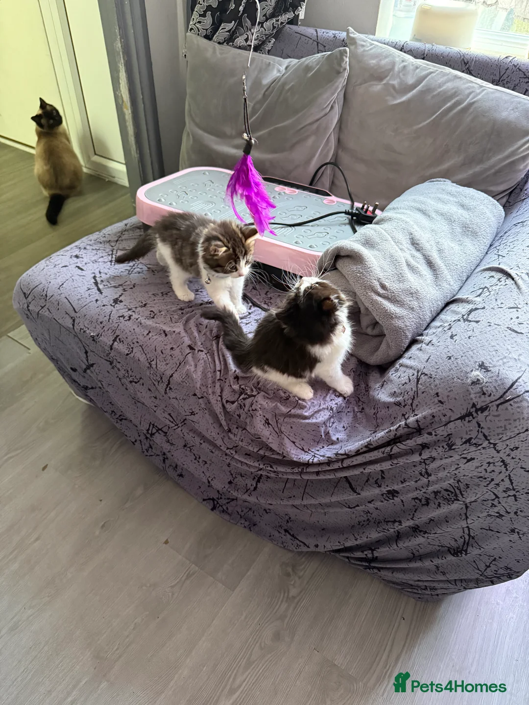 Ragcoon cats for sale: RAGCOONS  - Advert 10