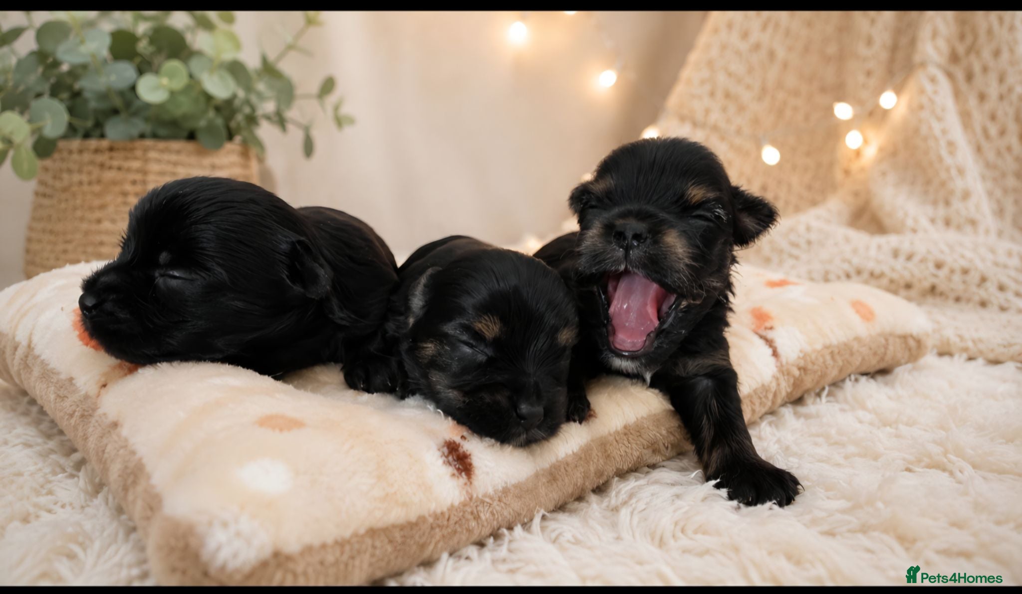 Yorkshire Terrier dogs Yorkshire Terrier - Advert 1