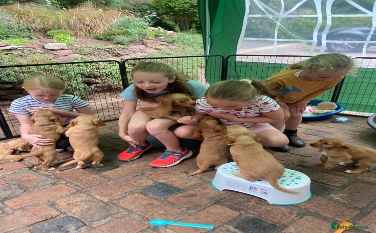 Cocker Spaniel dogs - Advert 1