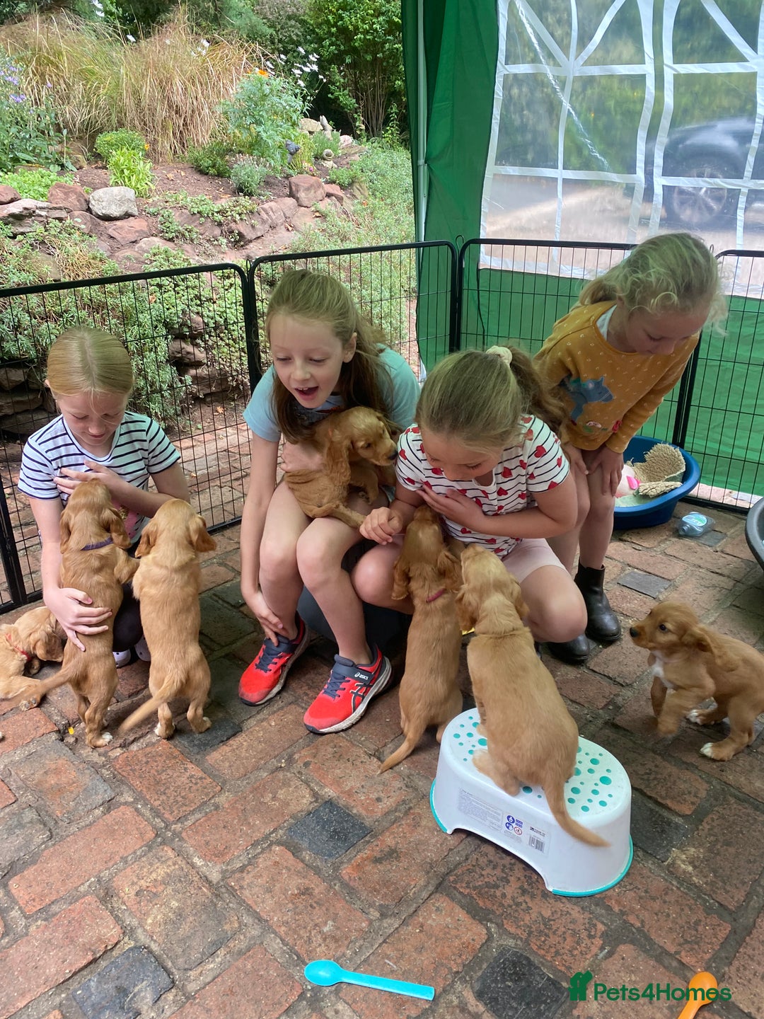 Cocker Spaniel dogs for sale: Stunning Working Cocker Spaniel Puppies - Image 12