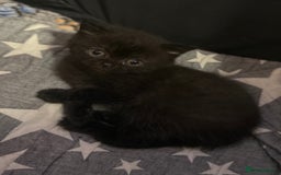 British Shorthair cats for sale: Beautiful British shorthair champion bloodlines - Image 14