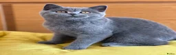 British Shorthair cats for sale: Gccf registered kittens  - Advert 21