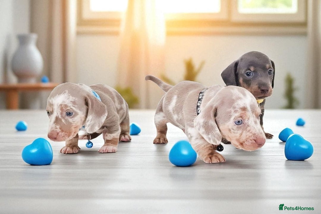 Dachshund dogs for sale: BLUE DAPPLE FEMALE AVAILABLE  - Image 9