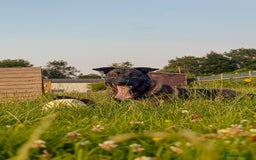 Mixed Breed dogs for sale: Belgian Malinois x Dutch Herder | 10 Month Old - Image 2