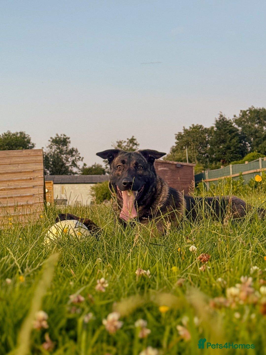 Mixed Breed dogs for sale: Belgian Malinois x Dutch Herder | 10 Month Old - Image 2