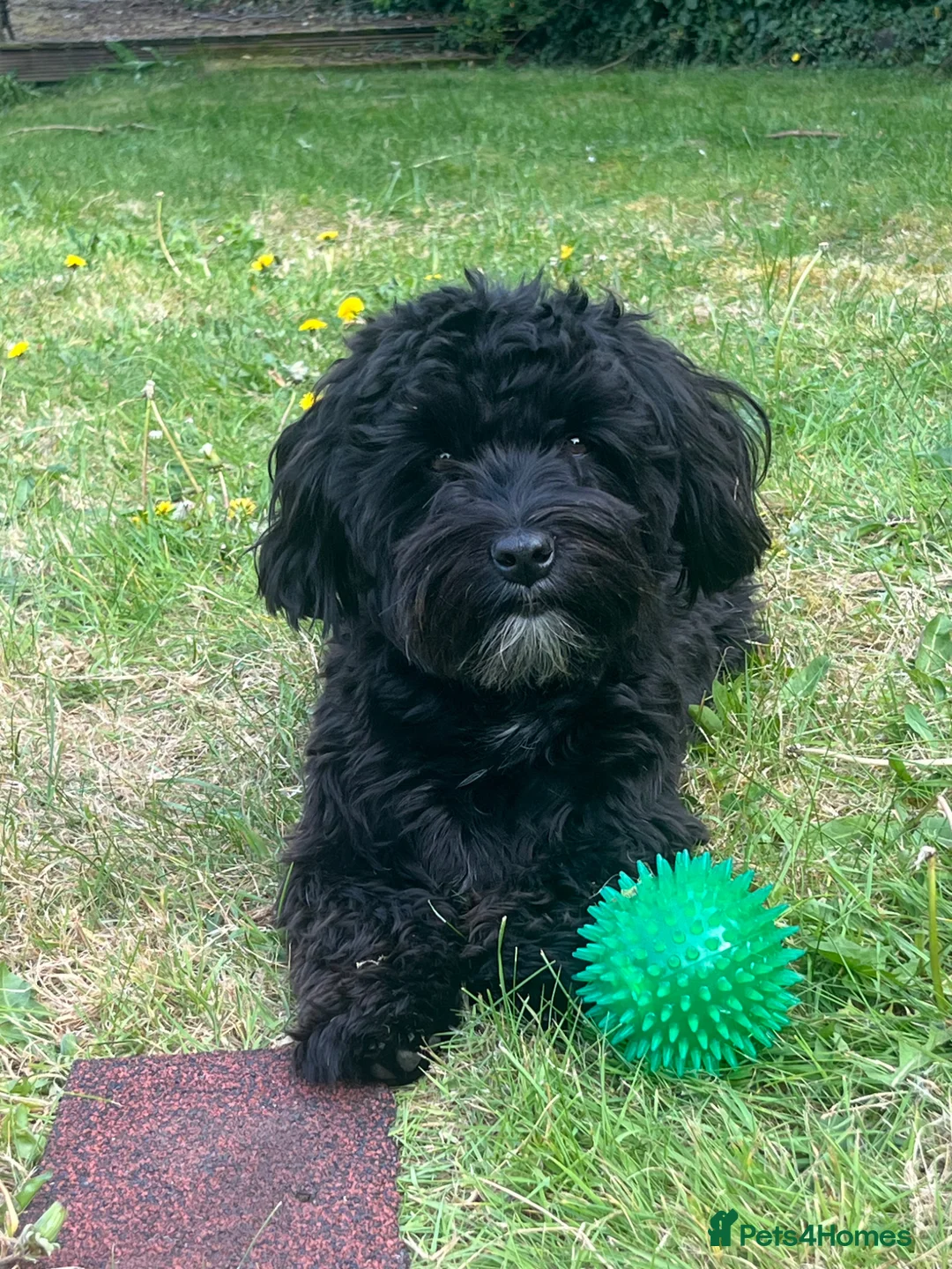 Havanese dogs for stud: Beautiful Bertie Available for Stud - Advert 1