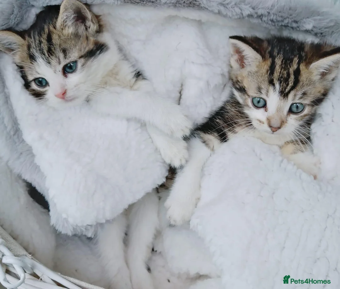 Mixed Breed cats for sale: Gorgeous Ragdoll x kittens ready for new homes in Caldicot - Advert 2